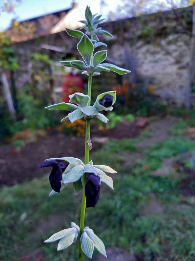 Salvia