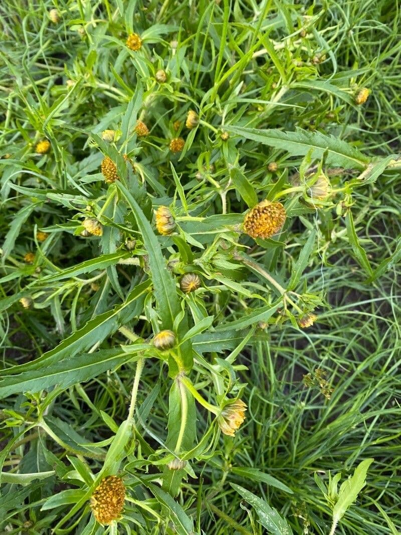 Bidens radiata 20