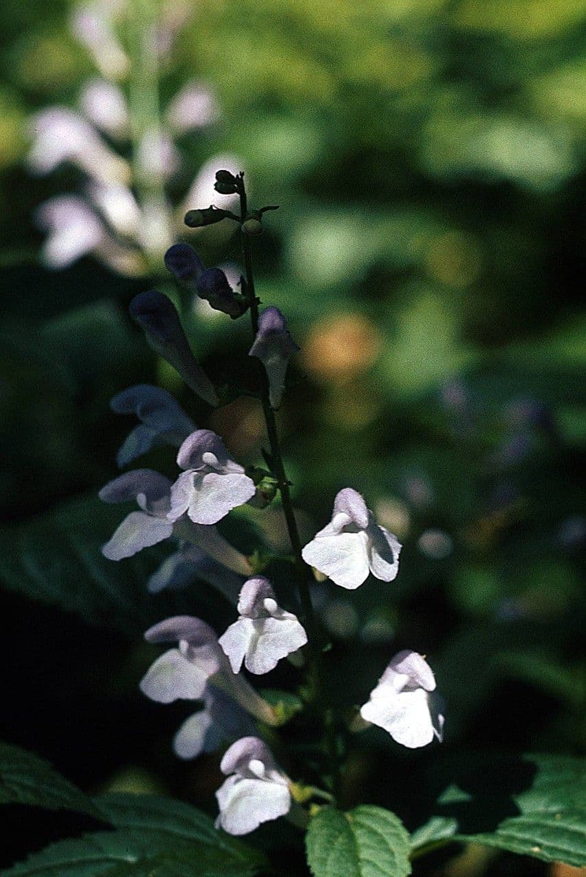 Scutellaria