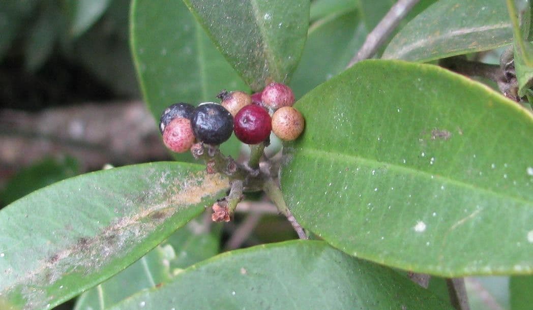 Ardisia escallonioides 2
