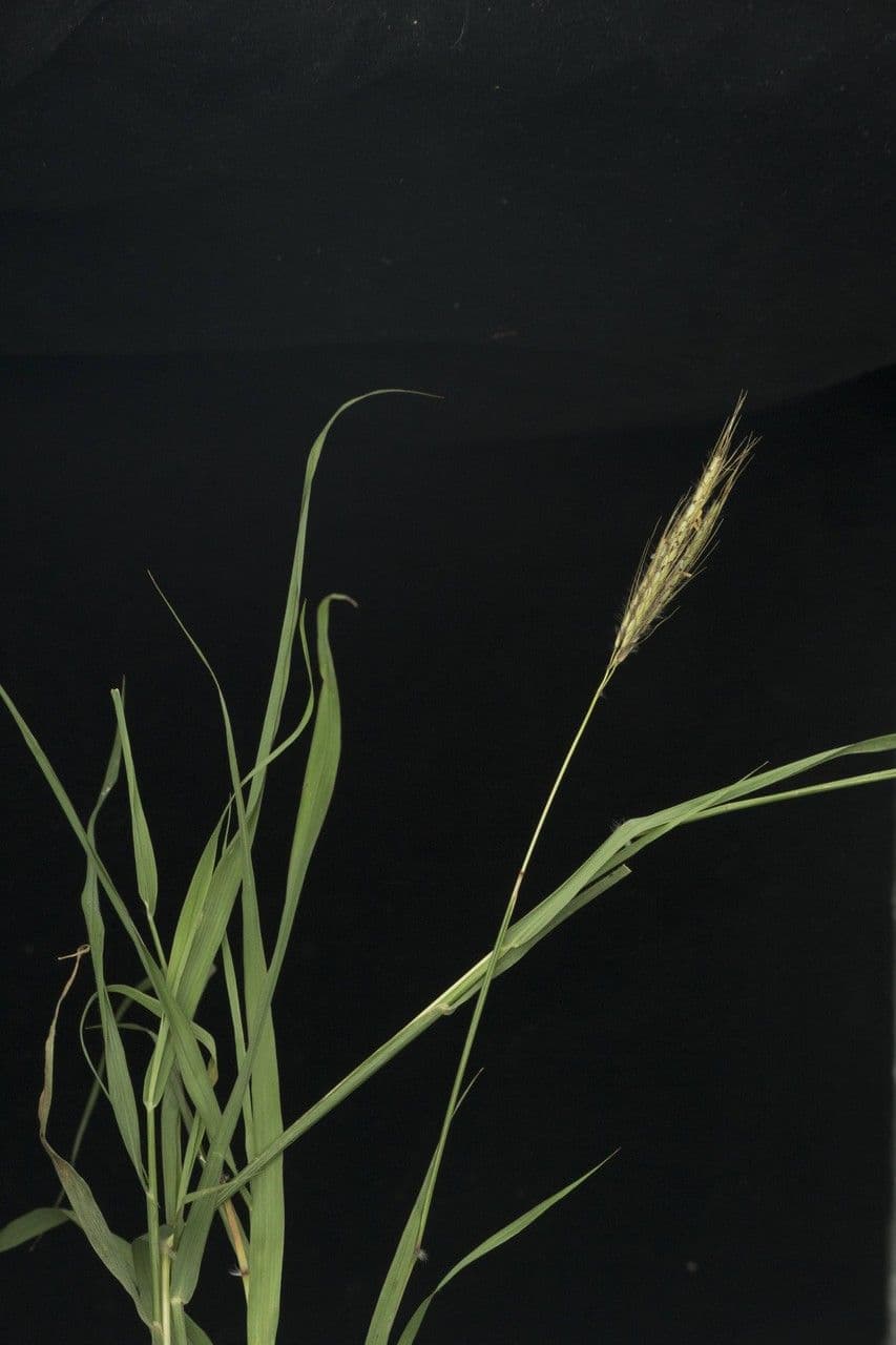 Dichanthium annulatum 12