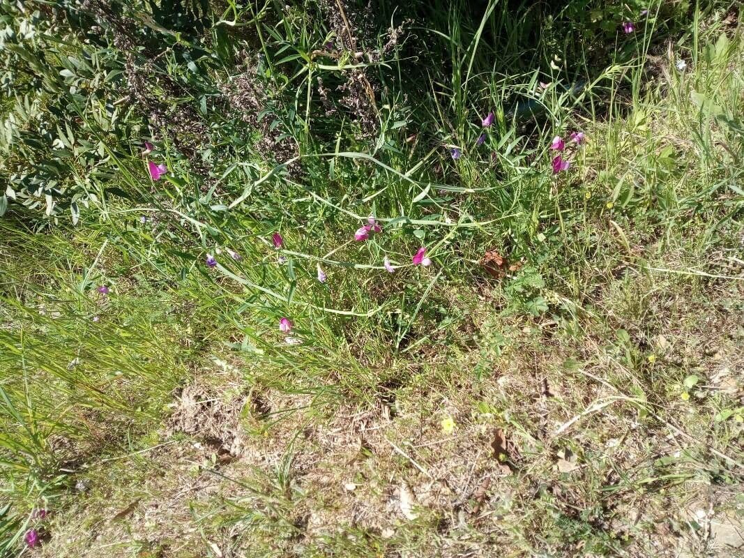 Cicerchia clymenum 13