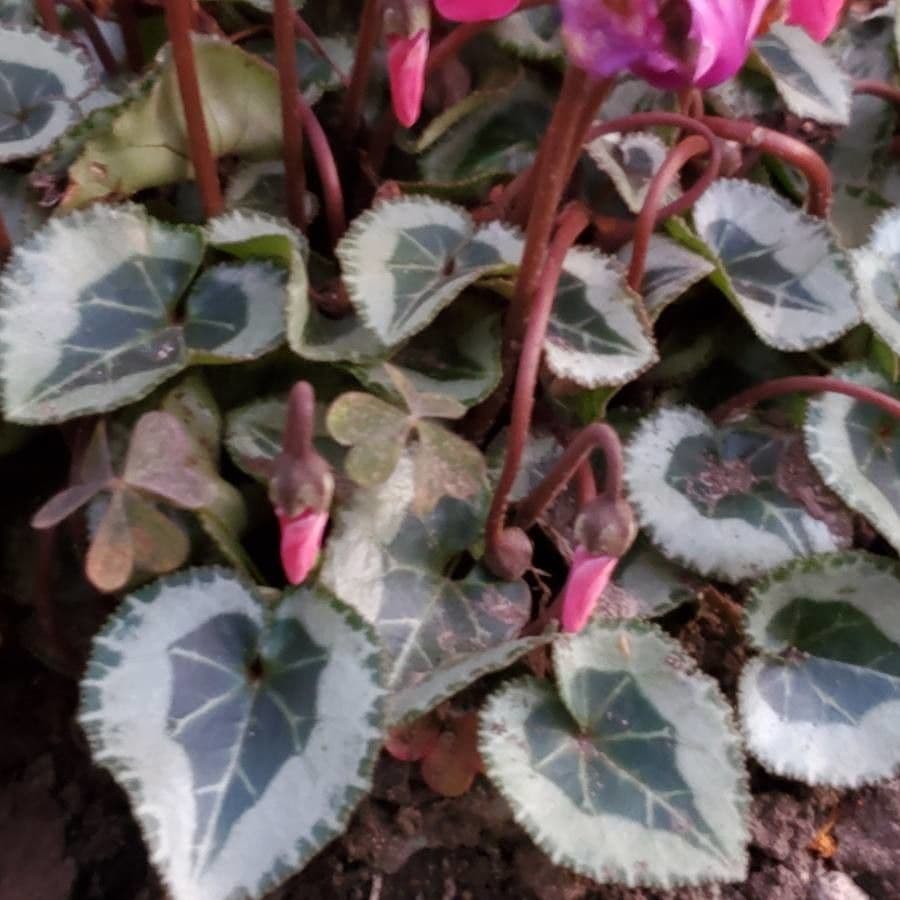 Ciclamino primaverile 28