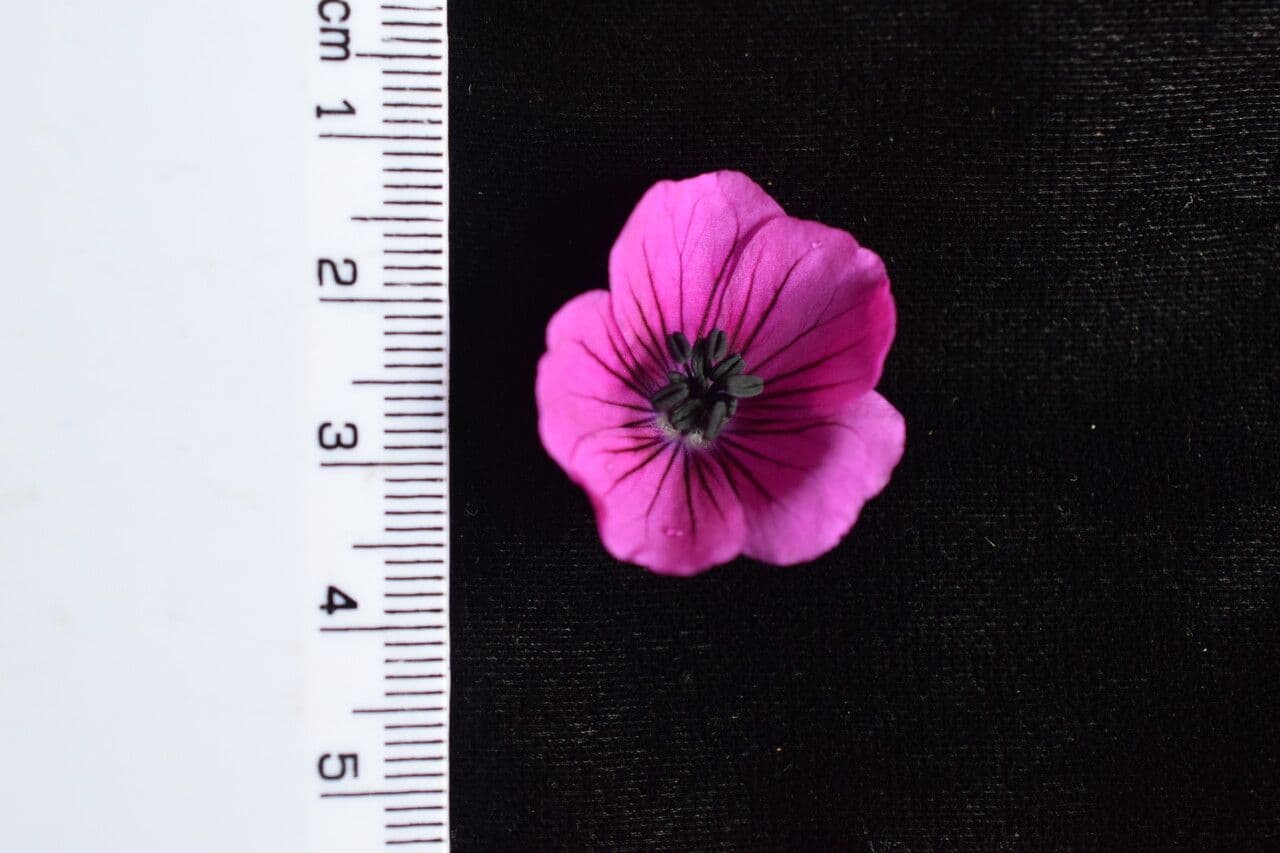 Storchschnabel 18