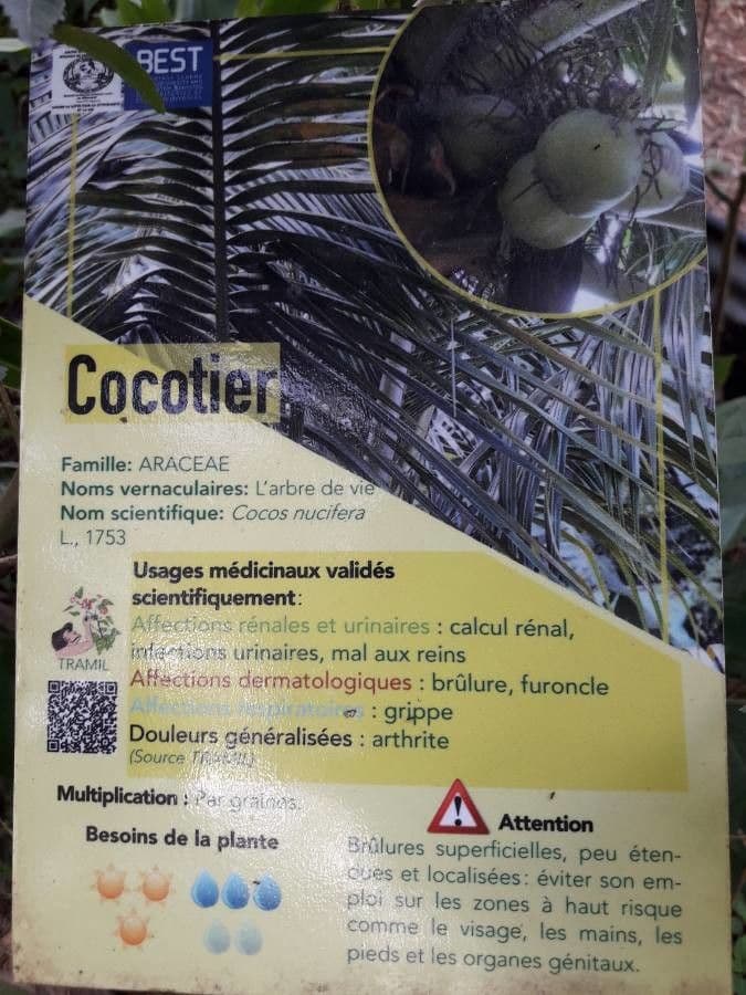 Cocotier 27