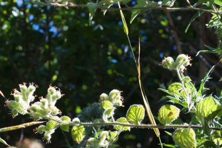 Facelia dei boschi 7