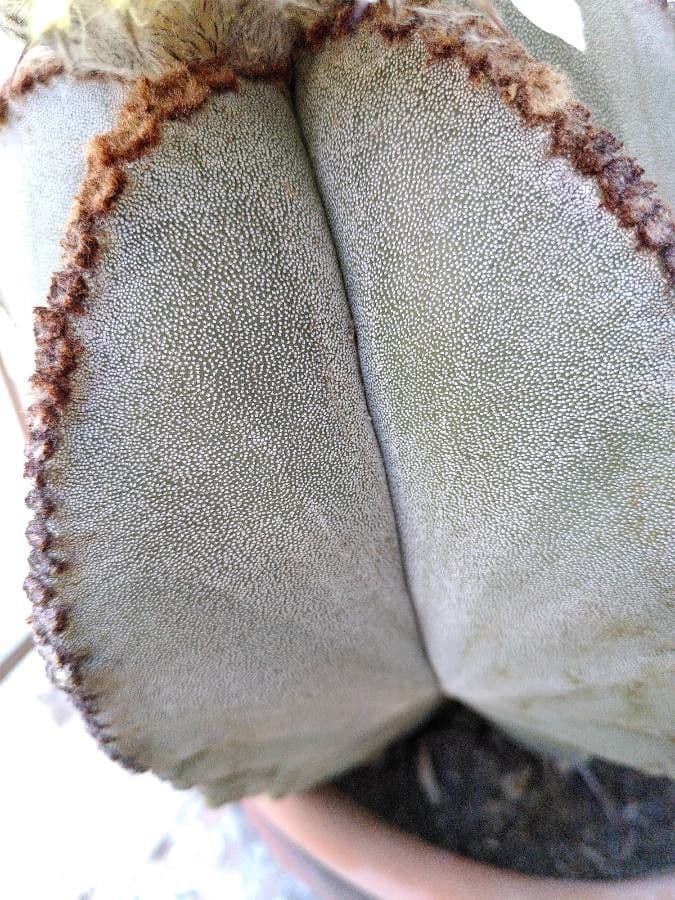 Astrophytum 26