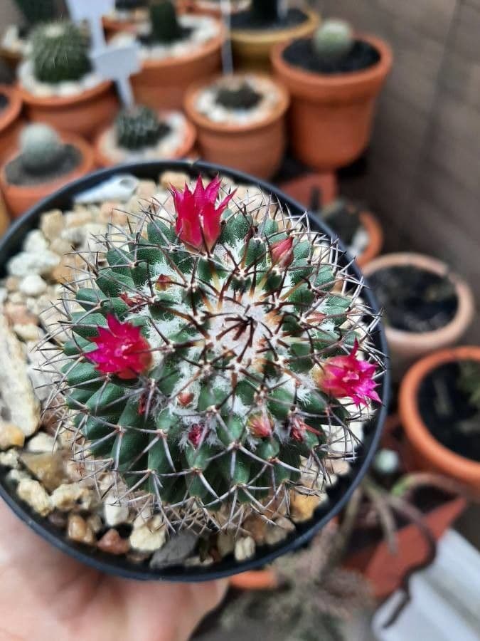 Mammillaria 22