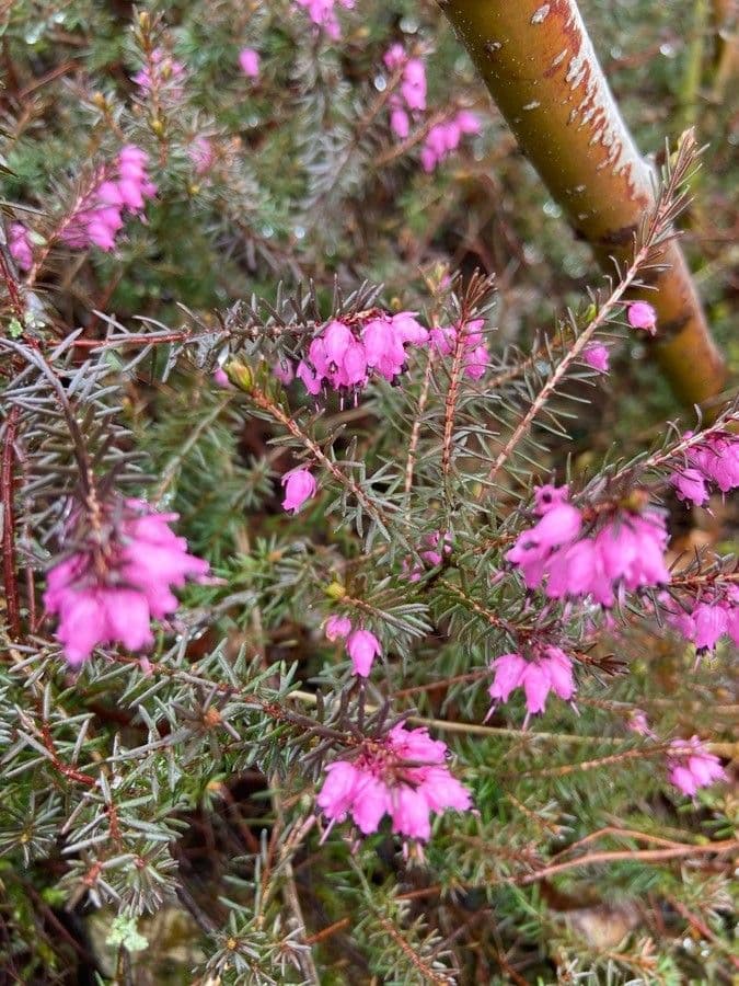 Erica herbacea 2
