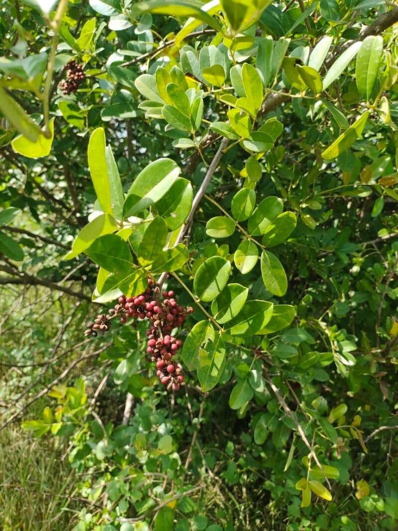 Zanthoxylum zanthoxyloides