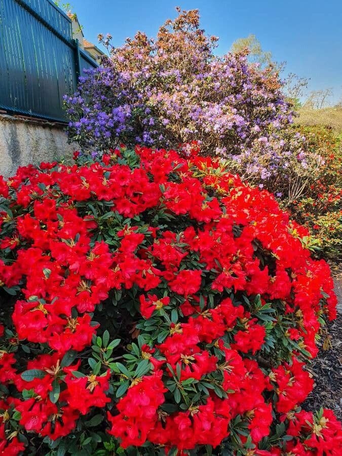 Rododendro 4