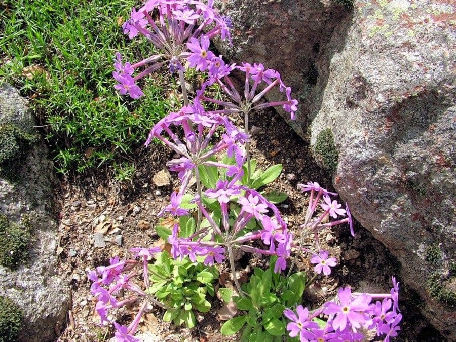 Primula di Haller 5