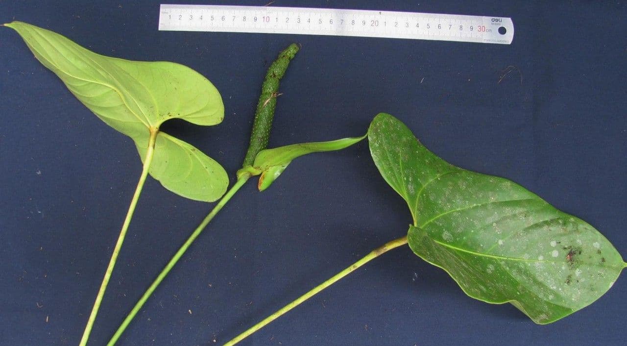 Anthurium 6