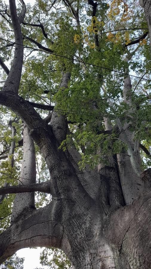 Ceiba speciosa 30