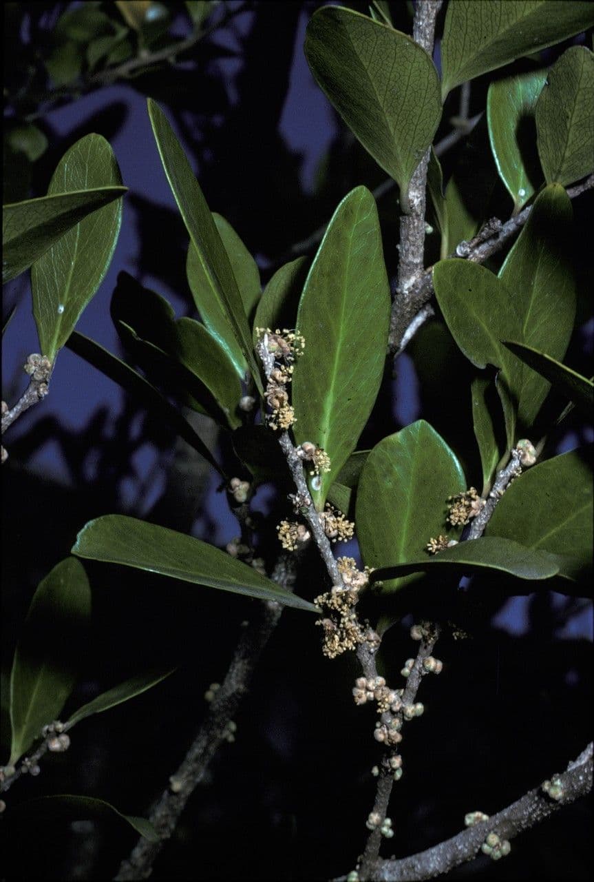 Ludia mauritiana