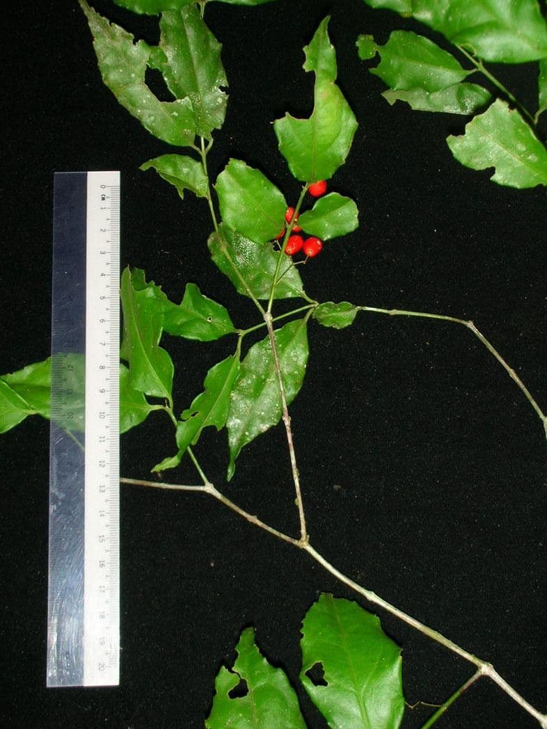 Crossopetalum 17
