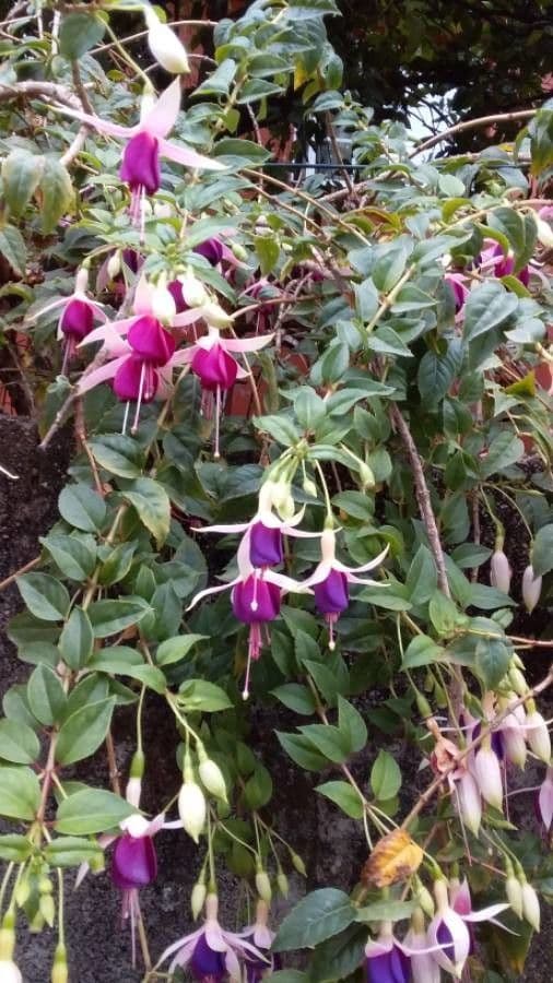 Fuchsien 27
