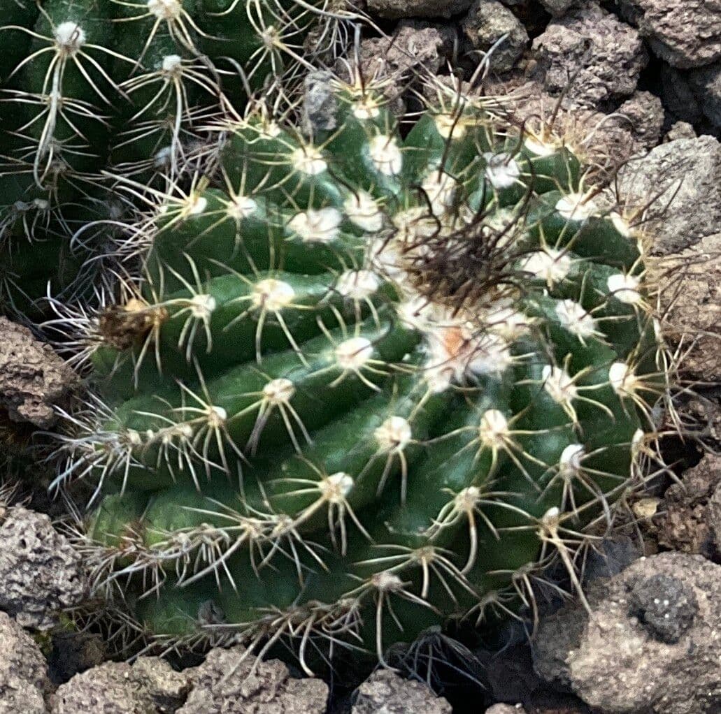 Parodia 8