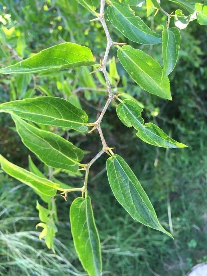 Celtis 12