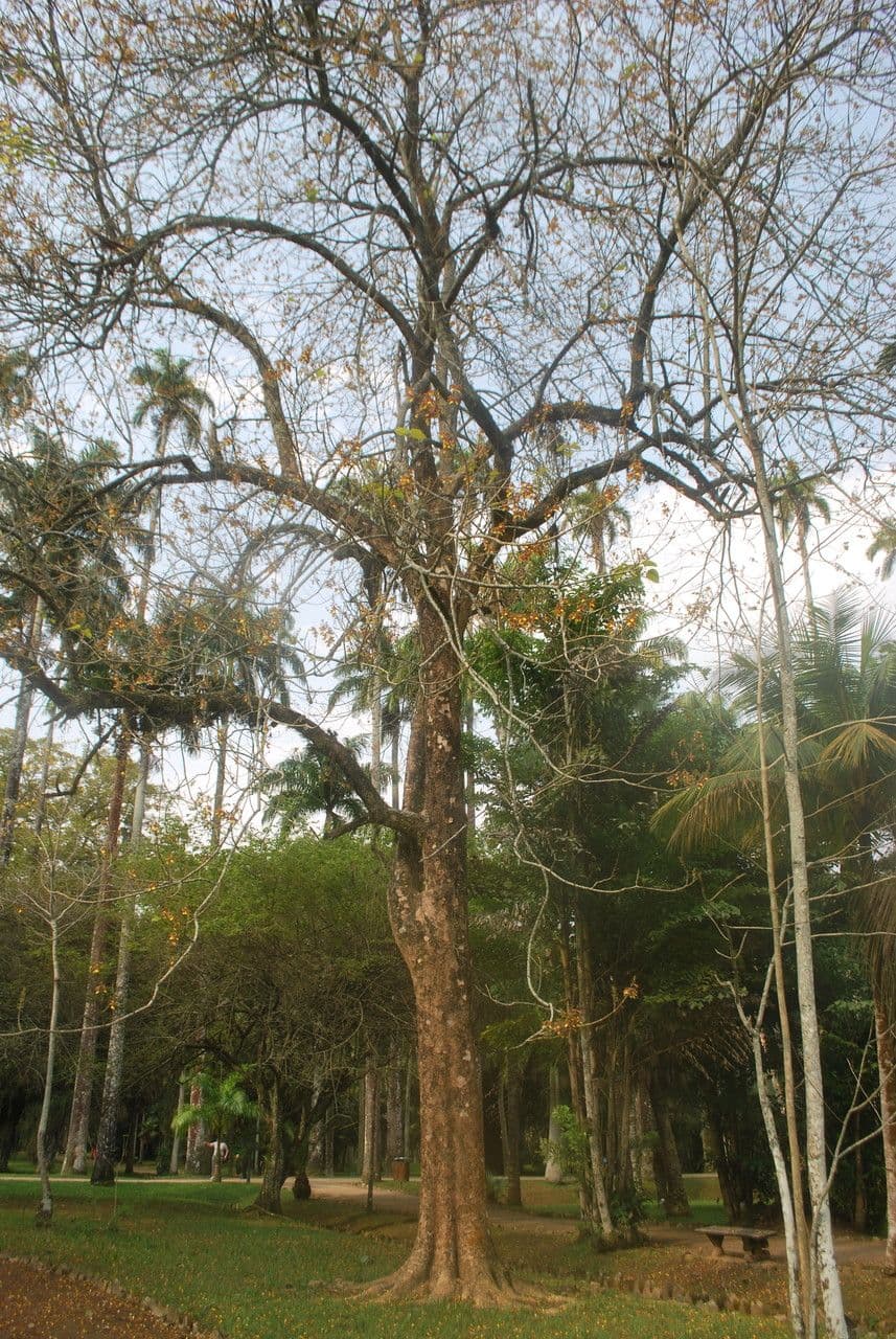 Gmelina arborea 15