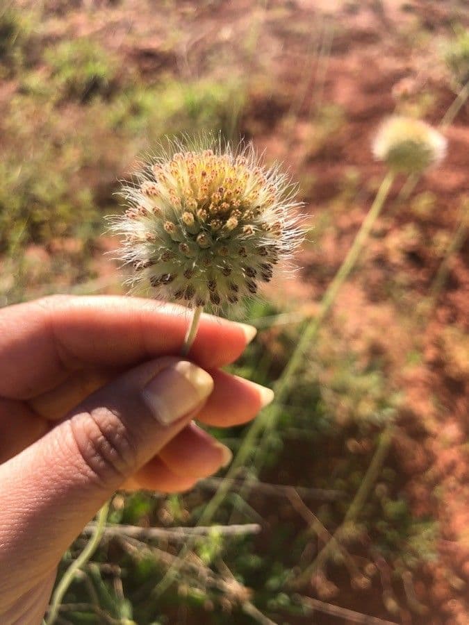 Gaillardia pennatifida