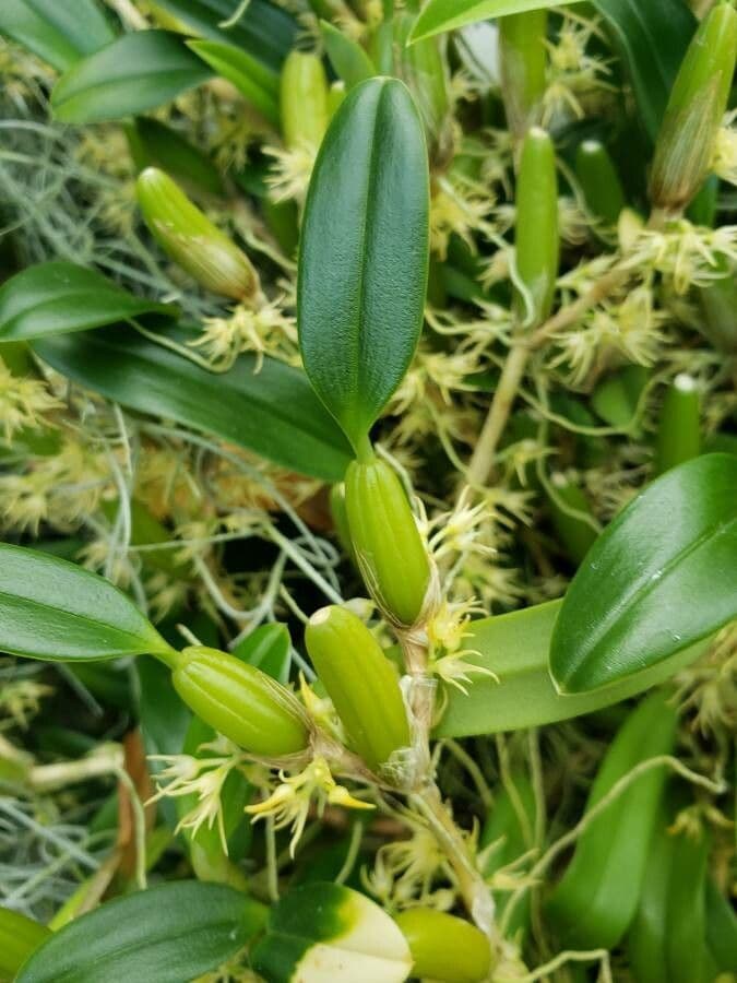 Bulbophyllum 3
