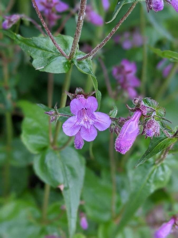 Scharfblättrige Bartblume 4