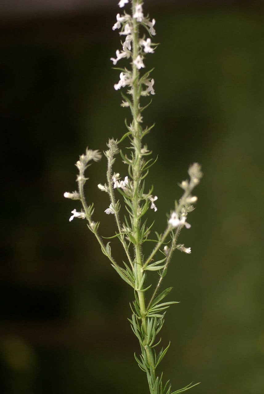 Anarrhinum 3