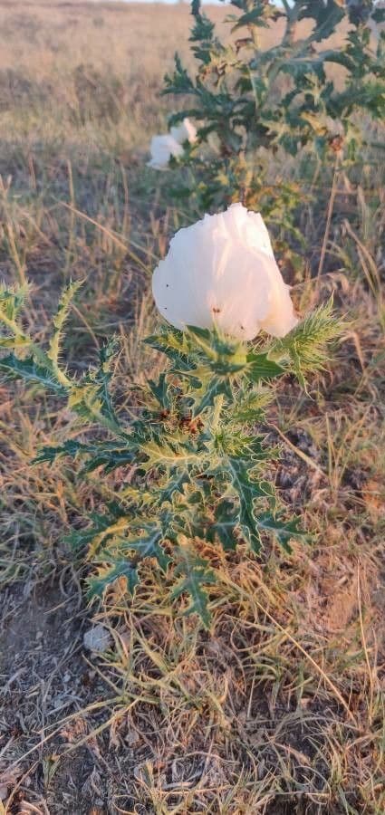 Argemone 14