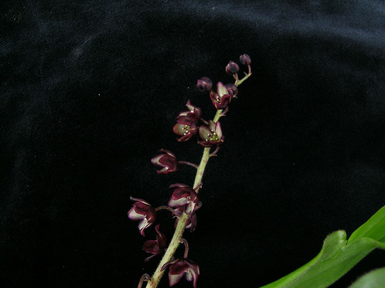 Convalaria morada 6