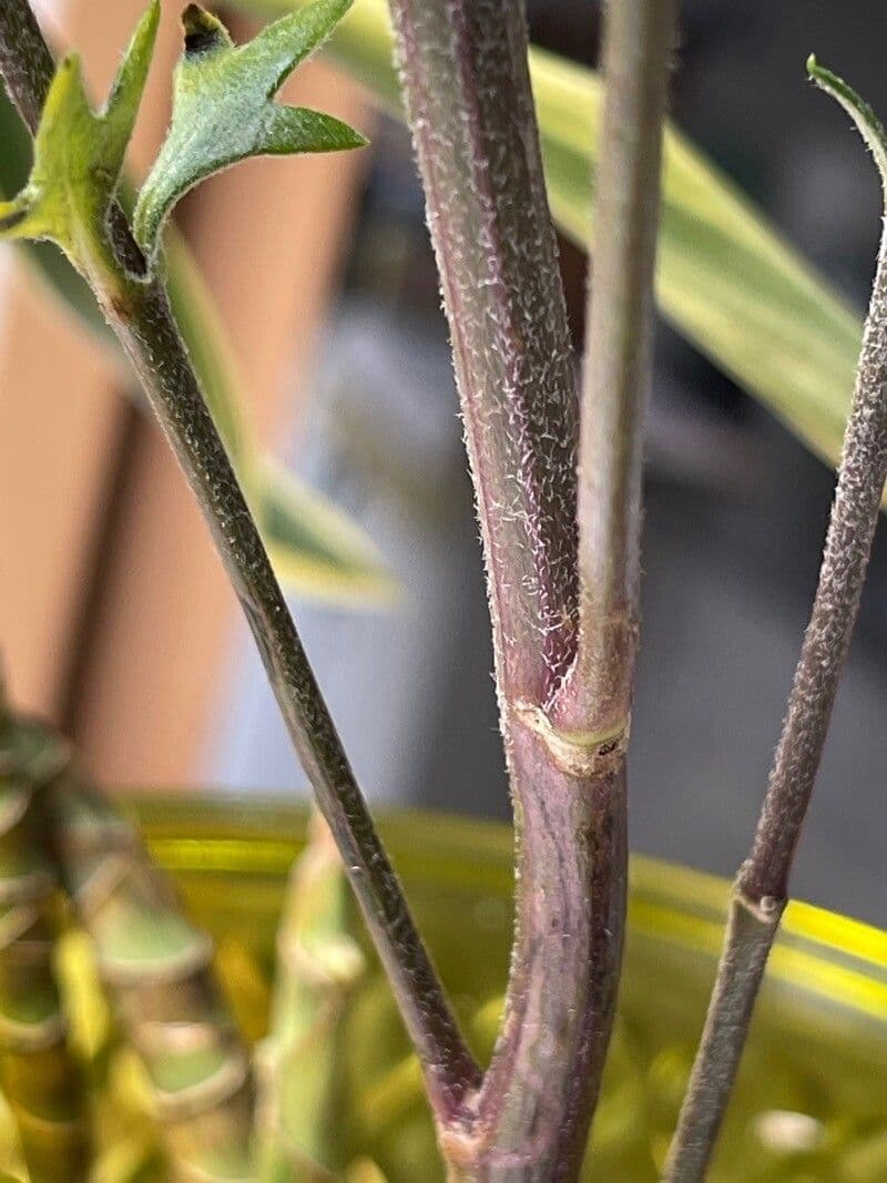 Callistephus chinensis 21