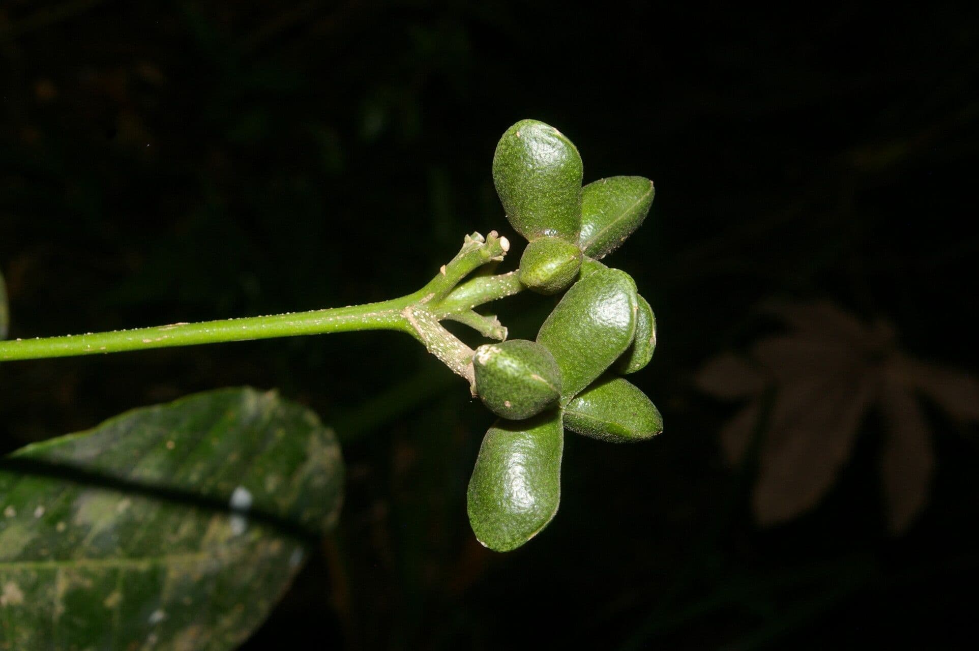 Conchocarpus 3