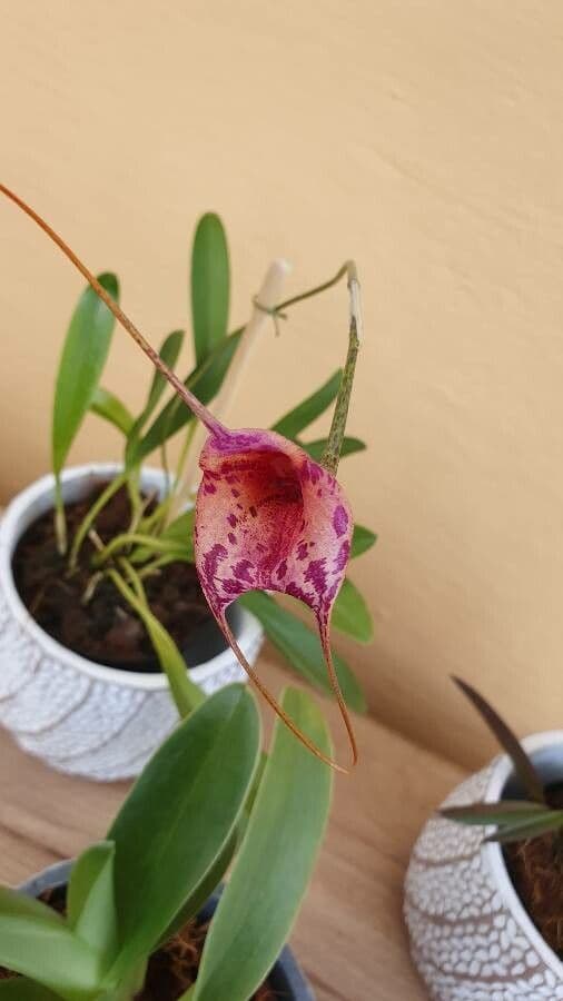 Masdevallia 5