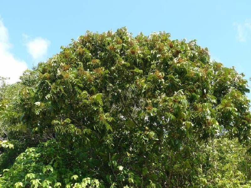 Podonephelium 11