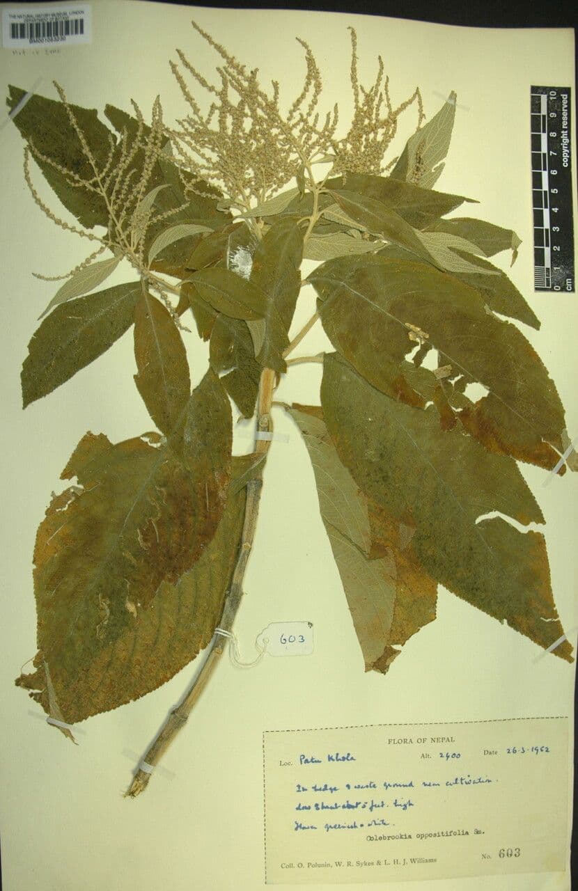 Colebrookea 9