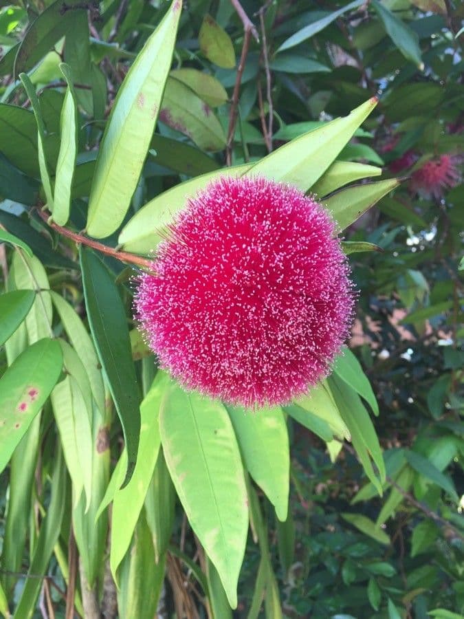 Syzygium 6