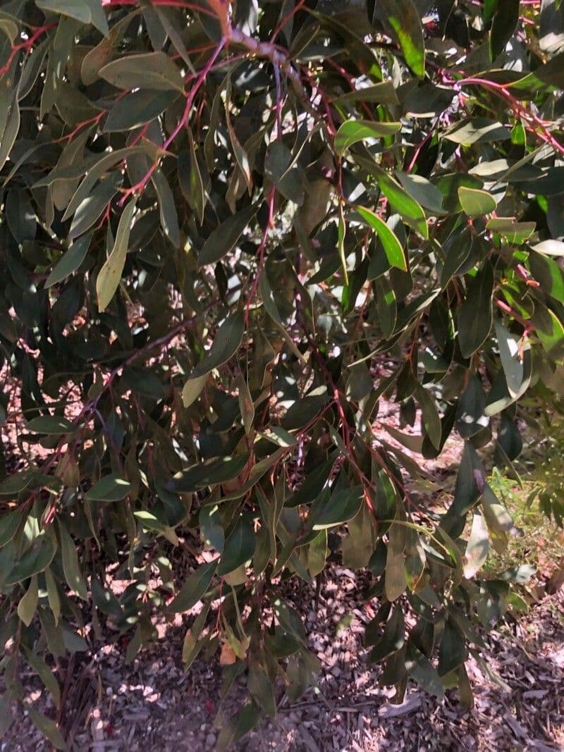 Rotes Eisenholz 15