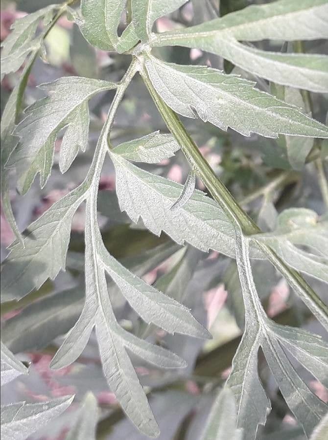 Bidens bipinnata 18