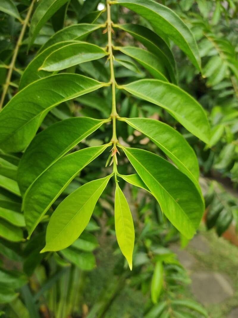 Phaleria 8