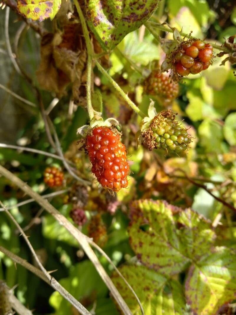Rovo feroce 2