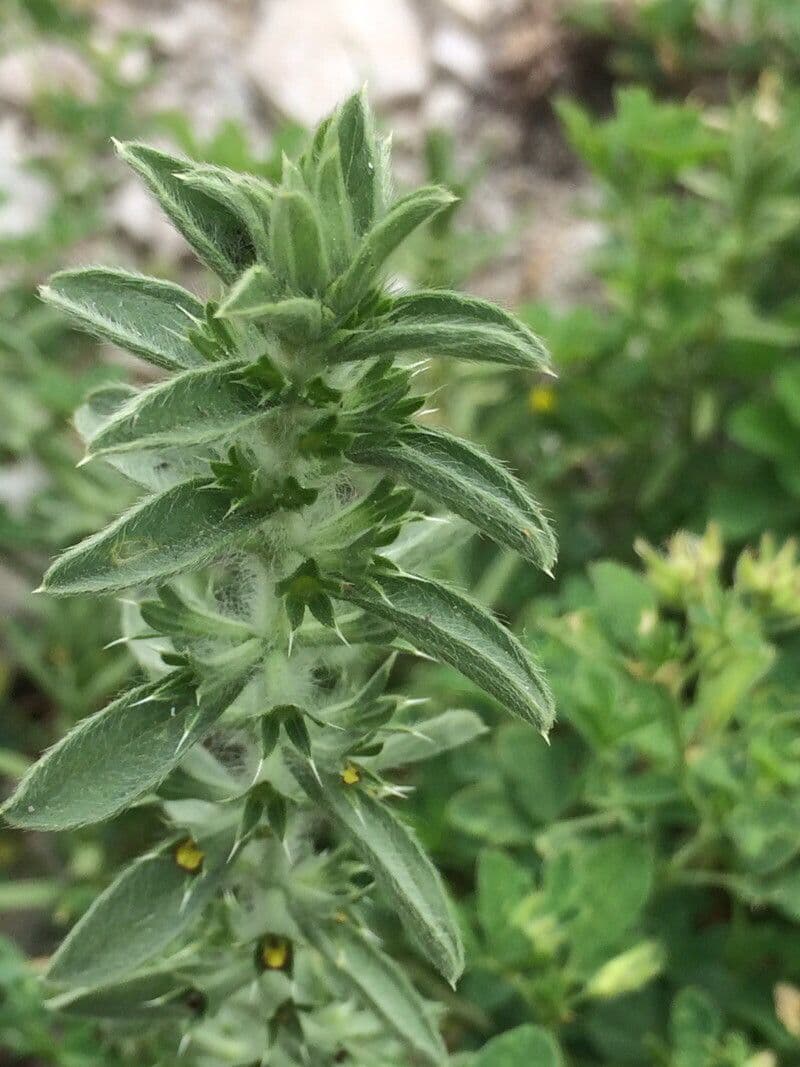 Berg-Gottesgnadenkraut 19