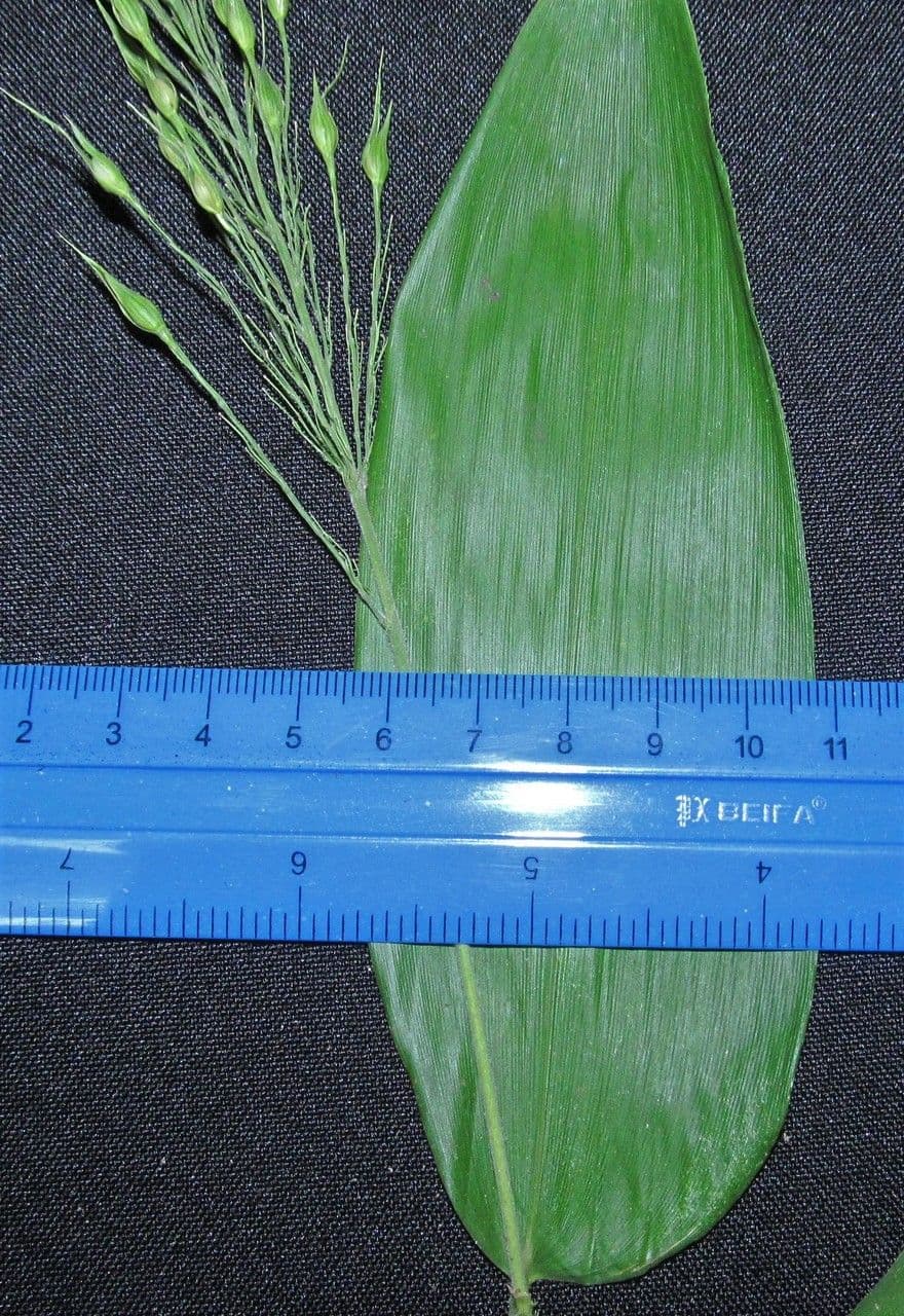 Olyra latifolia 19