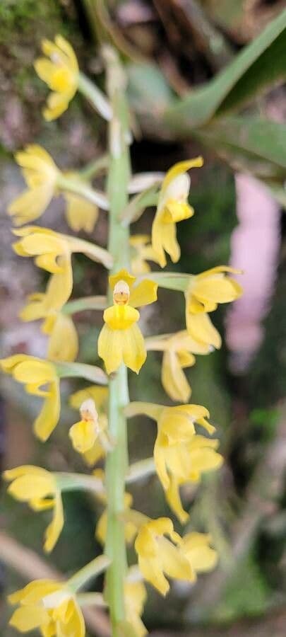 Dendrochilum 3