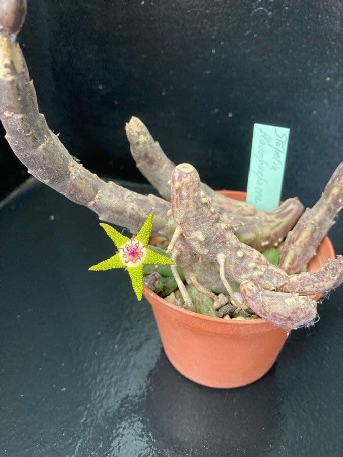 Stapelia