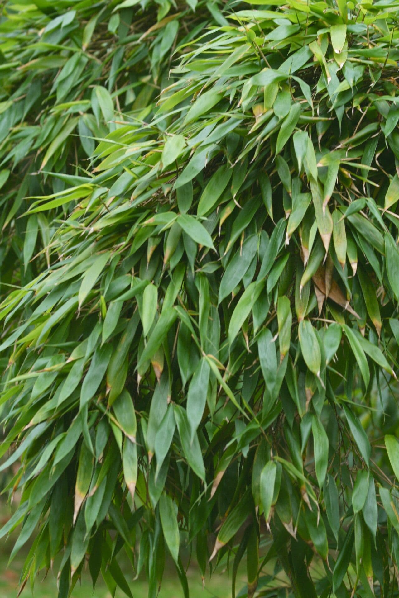 Bambù 2