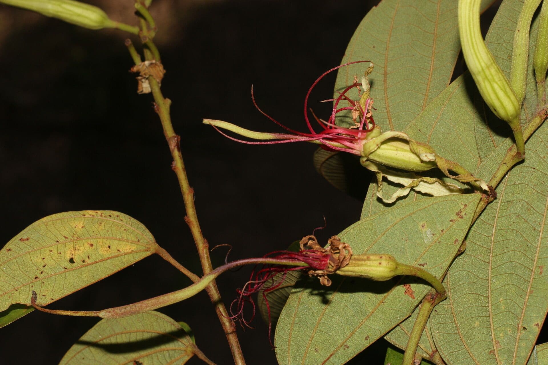 Bauhinia ungulata 8