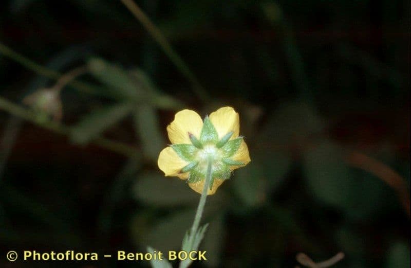 Potentilla eptafilla 17