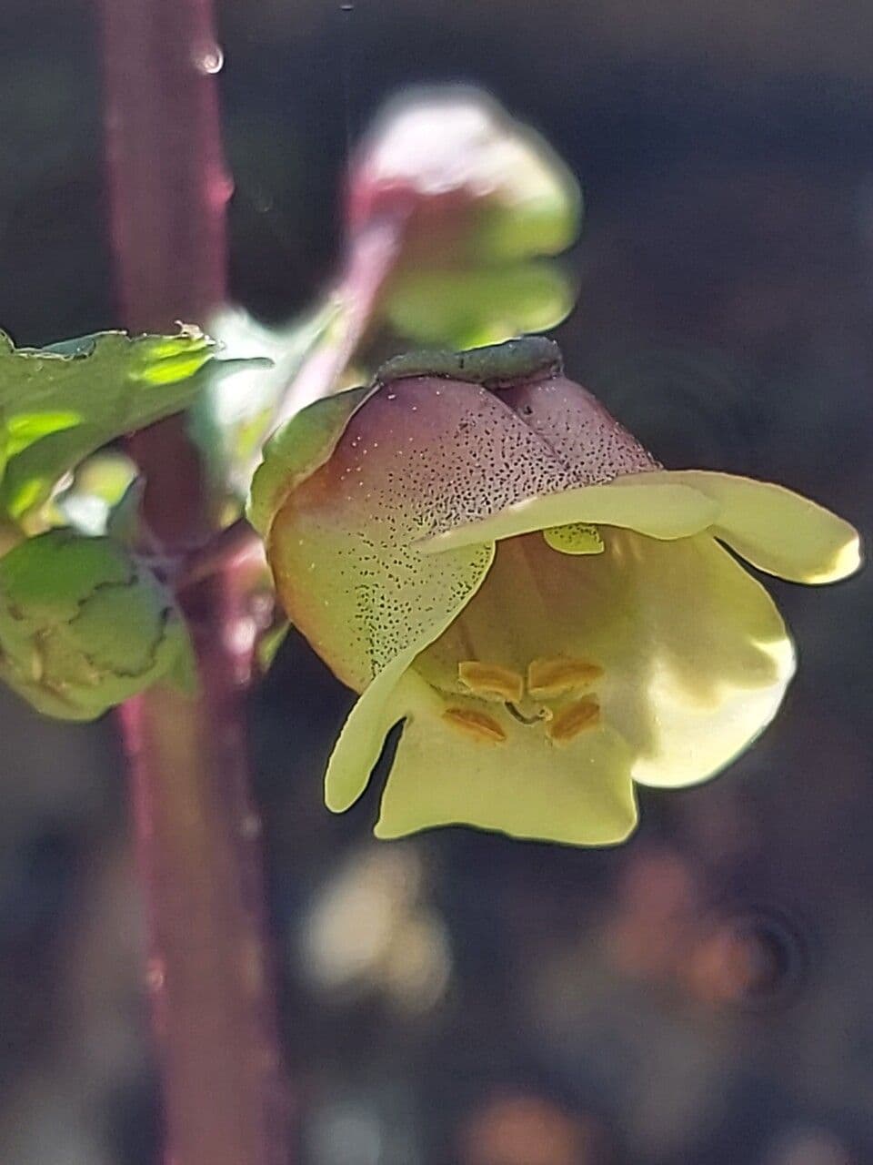 Scrophularia 4