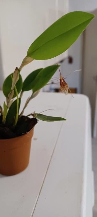 Restrepia 6