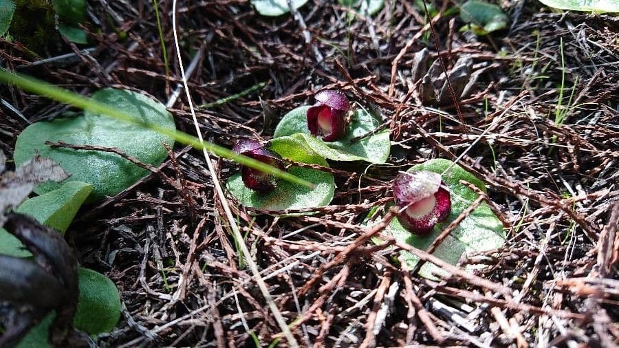 Corybas diemenicus